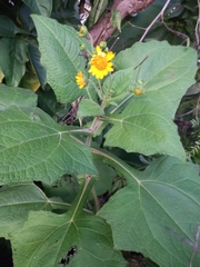 Smallanthus sonchifolius