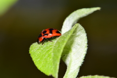 Gonioctena viminalis