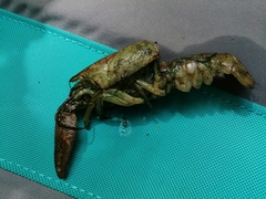 Austropotamobius pallipes