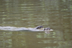 Lutrogale perspicillata