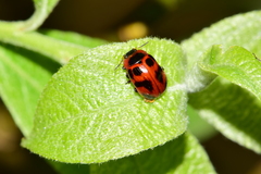 Gonioctena viminalis
