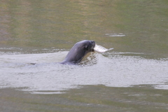 Lutrogale perspicillata