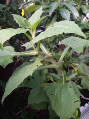 Smallanthus sonchifolius