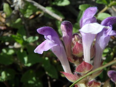 Scutellaria alpina