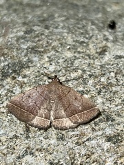 Zanclognatha obscuripennis