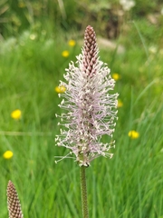 Plantago