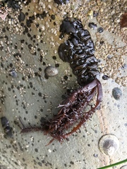 Cumagloia andersonii