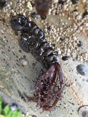 Cumagloia andersonii