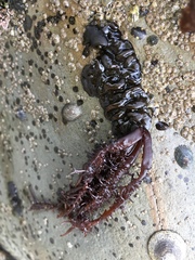 Cumagloia andersonii