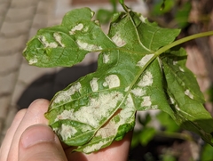 Colomerus vitis