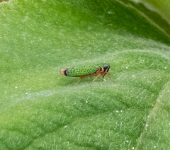 Versigonalia vermiculata