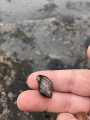 Acanthinucella punctulata