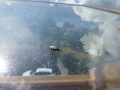 Phyllobius maculicornis