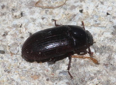 Alphitobius diaperinus