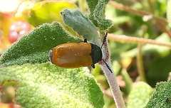 Labidostomis taxicornis