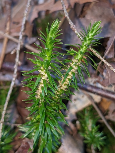 Huperzia X bartleyi
