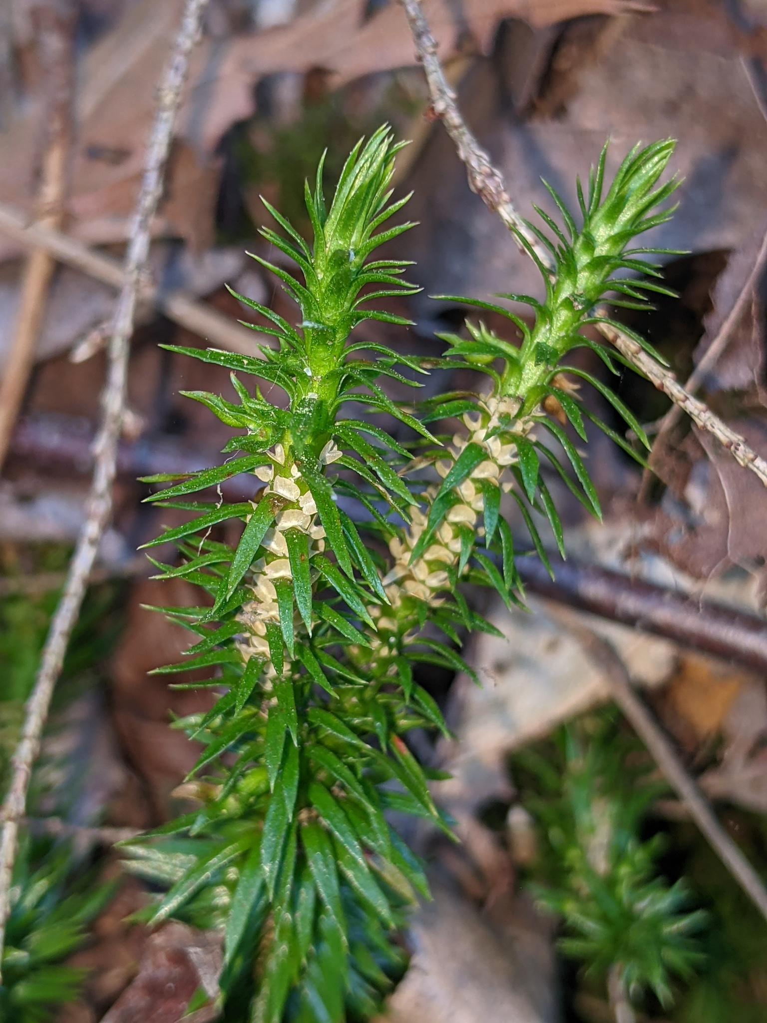 Huperzia X bartleyi