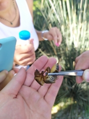 Gryllotalpa krimbasi