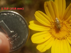 Closterotomus putoni