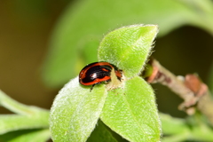 Gonioctena viminalis