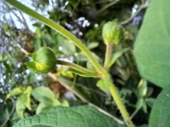 Smallanthus sonchifolius