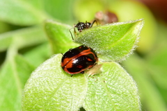 Gonioctena viminalis