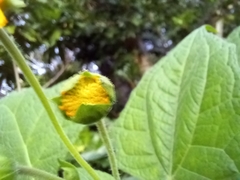 Smallanthus sonchifolius