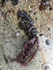 Cumagloia andersonii