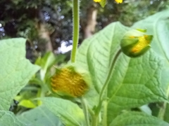 Smallanthus sonchifolius