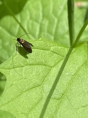 Cauchas rufimitrella