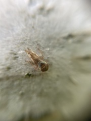 Oncopsis appendiculata