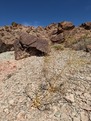 Thelypodiopsis aurea