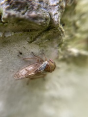 Oncopsis appendiculata