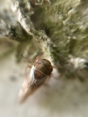 Oncopsis appendiculata