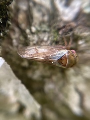 Oncopsis appendiculata