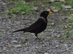 Turdus merula