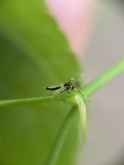 Cricotopus bicinctus