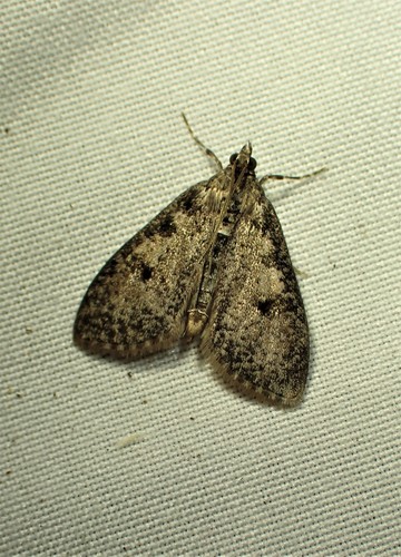 Palpita arsaltealis