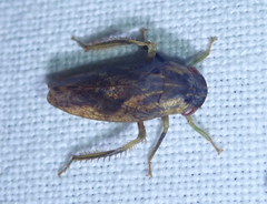 Folicana