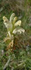 Pedicularis tuberosa
