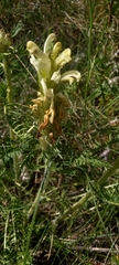Pedicularis tuberosa