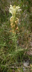 Pedicularis tuberosa