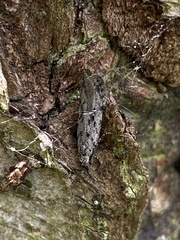 Anacampsis populella