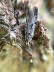 Anacampsis populella