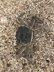 Cyrtograpsus angulatus