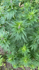 Leonurus quinquelobatus