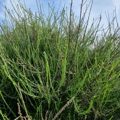 Salsola genistoides