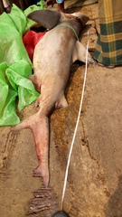 Ganges Shark photo 4