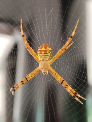 Argiope minuta