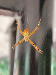 Argiope minuta